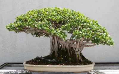 Ficus microcarpa